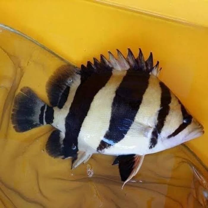 Jual Ikan Langka Tiger Fish Datz 3 Bar Shopee Indonesia