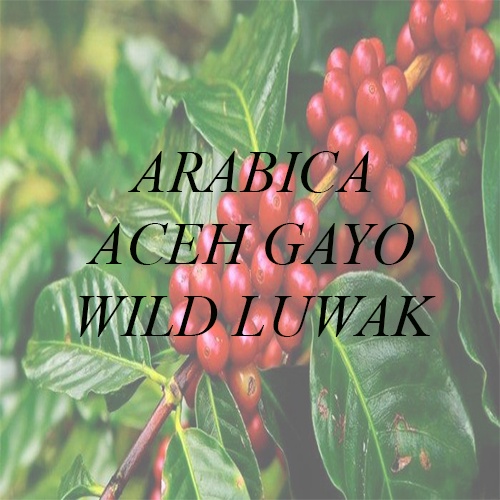 

[Green Bean] Arabika Gayo Luwak