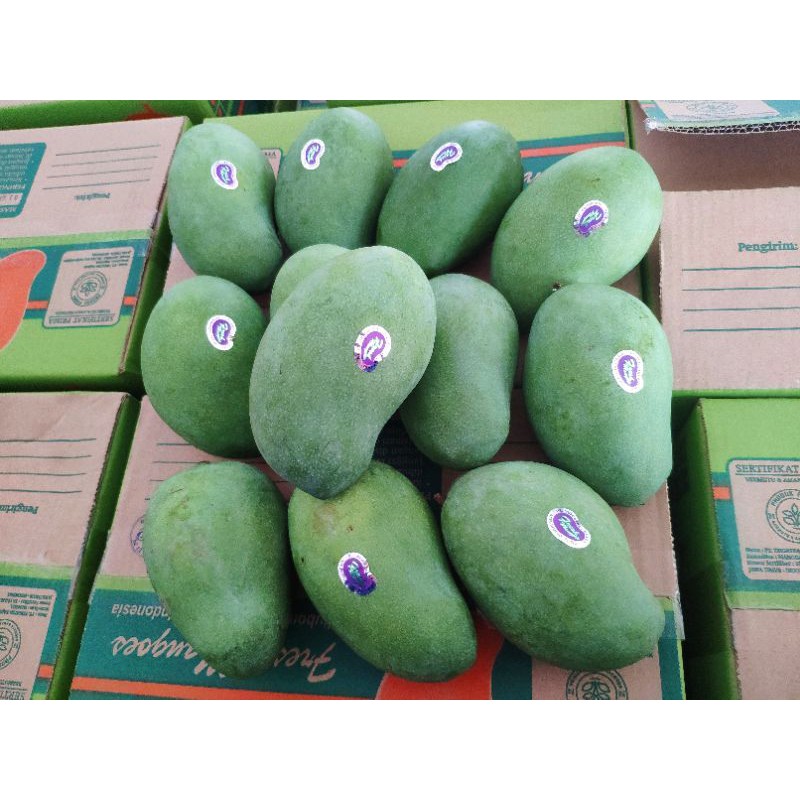 

Mangga Harumanis Situbondo / Mangga Alpuket