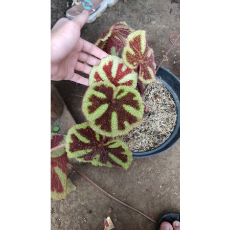 Tanaman Hias Begonia Tapak Macan/Ironcross INDUKAN.