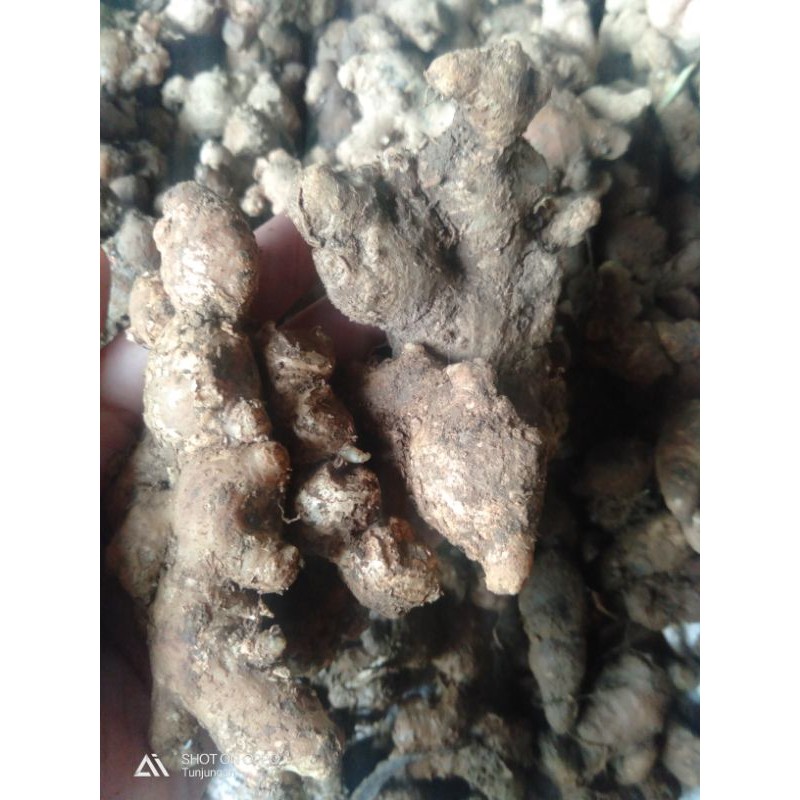 

jahe emprit 250 gram