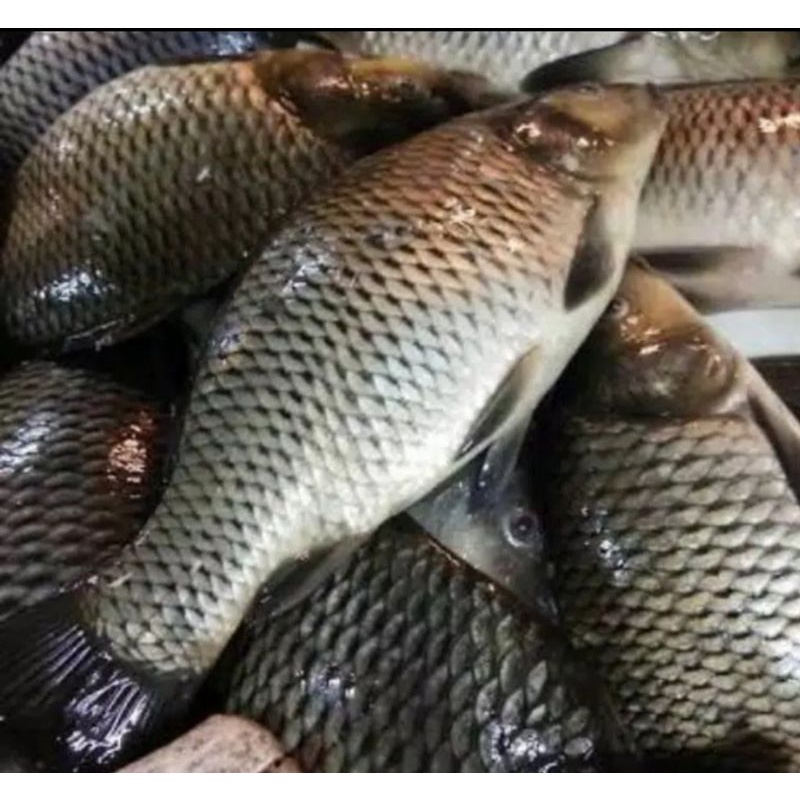 

Ikan Mas Segar 1 Kg