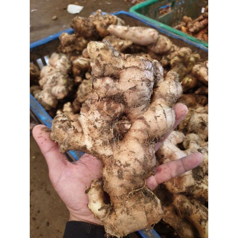 

Jahe Putih Jahe Gajah Super Rimpang Jahe 500Gram