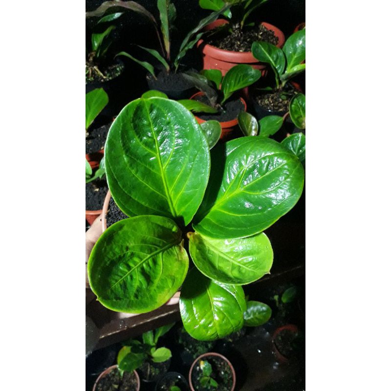 Jemani Mangkok Rasputin