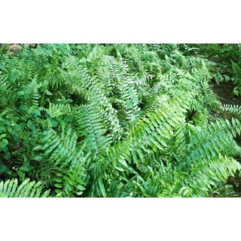 Pakis hidup untuk hiasan