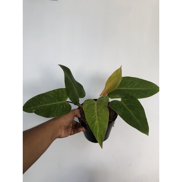 philodendron painted lady