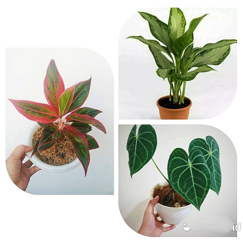 paket 3 jenis tanaman hias/aglonema lipstik/kuping gajah/Sri rezeki