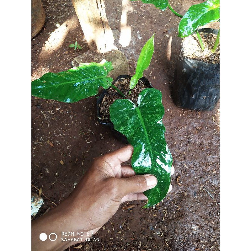 Philodendron Golden dragon mini/Philo Dragon mini