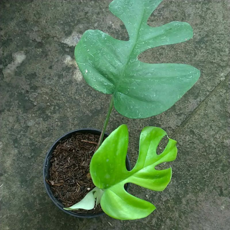 Monstera Tetrasperma/Monstera Mini