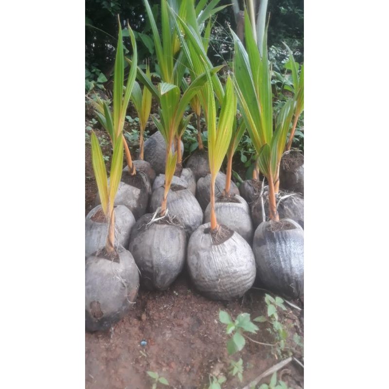 bibit kelapa gading orange