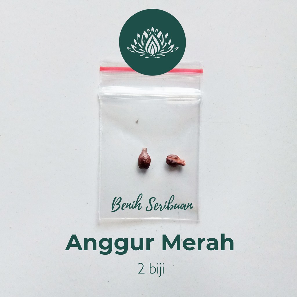 2 Benih Bibit Anggur Merah Tanaman Buah Anggur Red Grape Premium Super Import Unggul Berkualitas