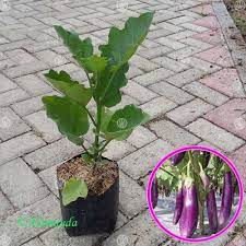 Tanaman Sayur&Buah Terong Bibit Unggul Premium Dan Siap Berbunga Berbuah 100% Original