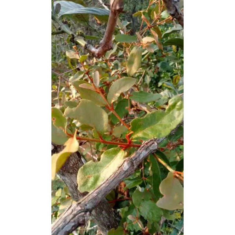 

benalu kopi 500 gram