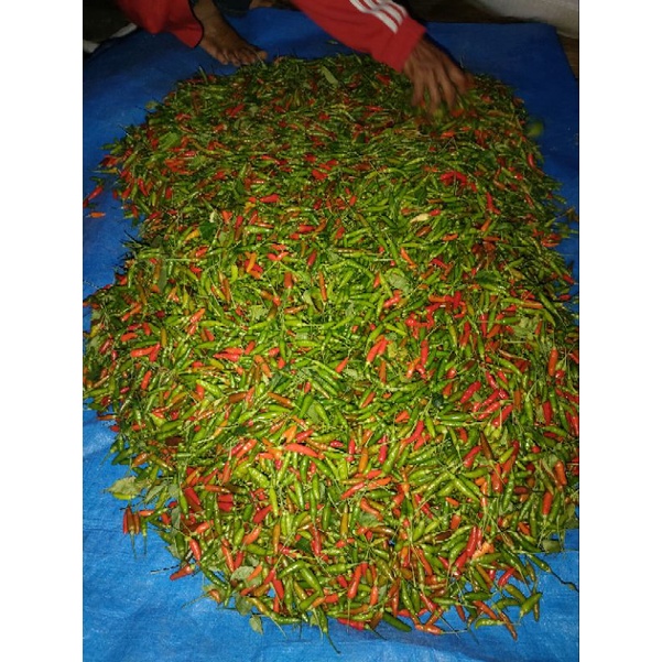 

Cabe rawit gunung super pedas pedas pol 250 gram
