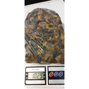 

BEKICOT MENTAH 1KG