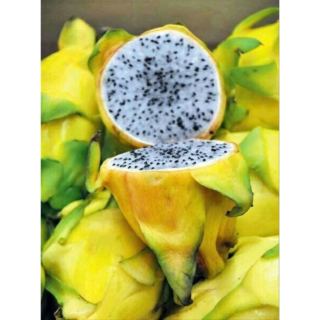 30 Benih Buah naga kuning