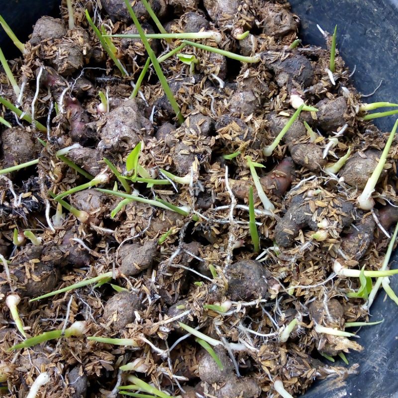 Jahe merah bibit siap tanam