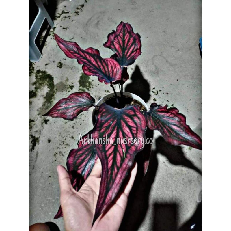 Keladi Red Stone,Caladium Red Stone