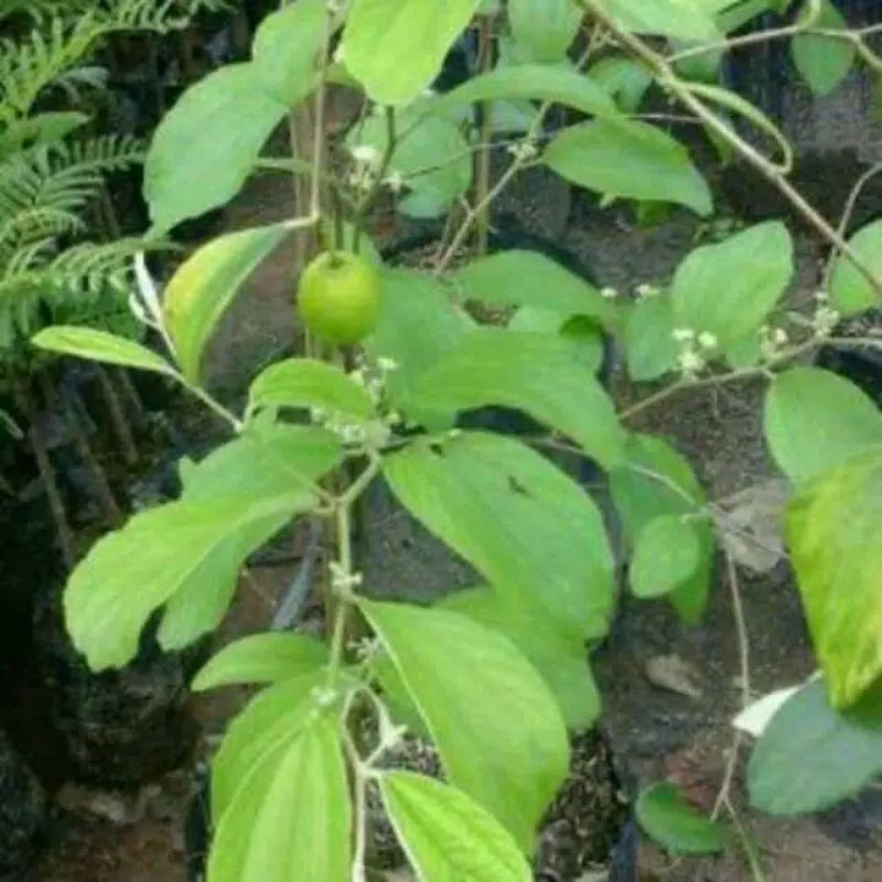 bibit apel putsa/apel india