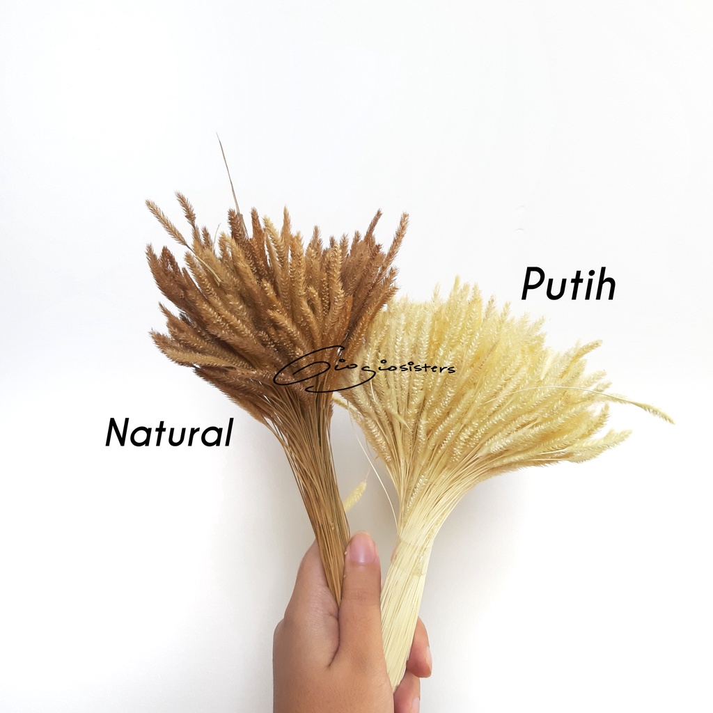 Rumput Kering Oson-oson (Ilalang) Bunga Ilalang kering | Dried Flowers | Propfoto | Bunga Kering