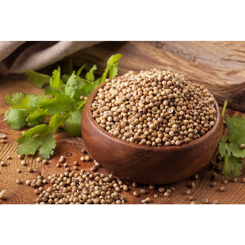 Benih Bibit Biji - Daun Ketumbar Coriander Cilantro Wansui (Coriandrum sativum) Seeds - Panen Dalam 90 HST