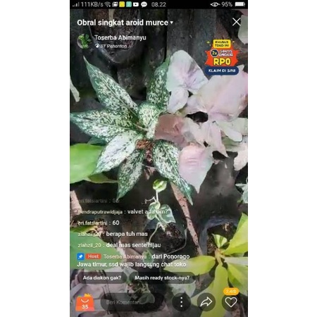 Pesanan kak eri Anthurium crystalinum dark+burlemarx varigata 100rb+aglonema snow white+syngonium ne