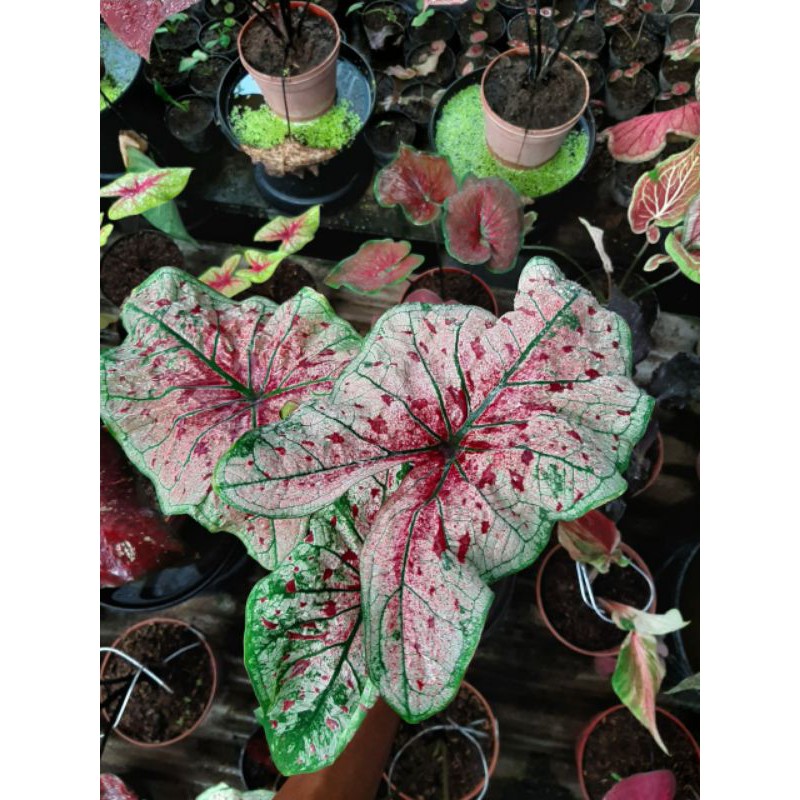 Tanaman Hias Keladi Caladium Hias Maulie Semi Sjshi Shopee Indonesia