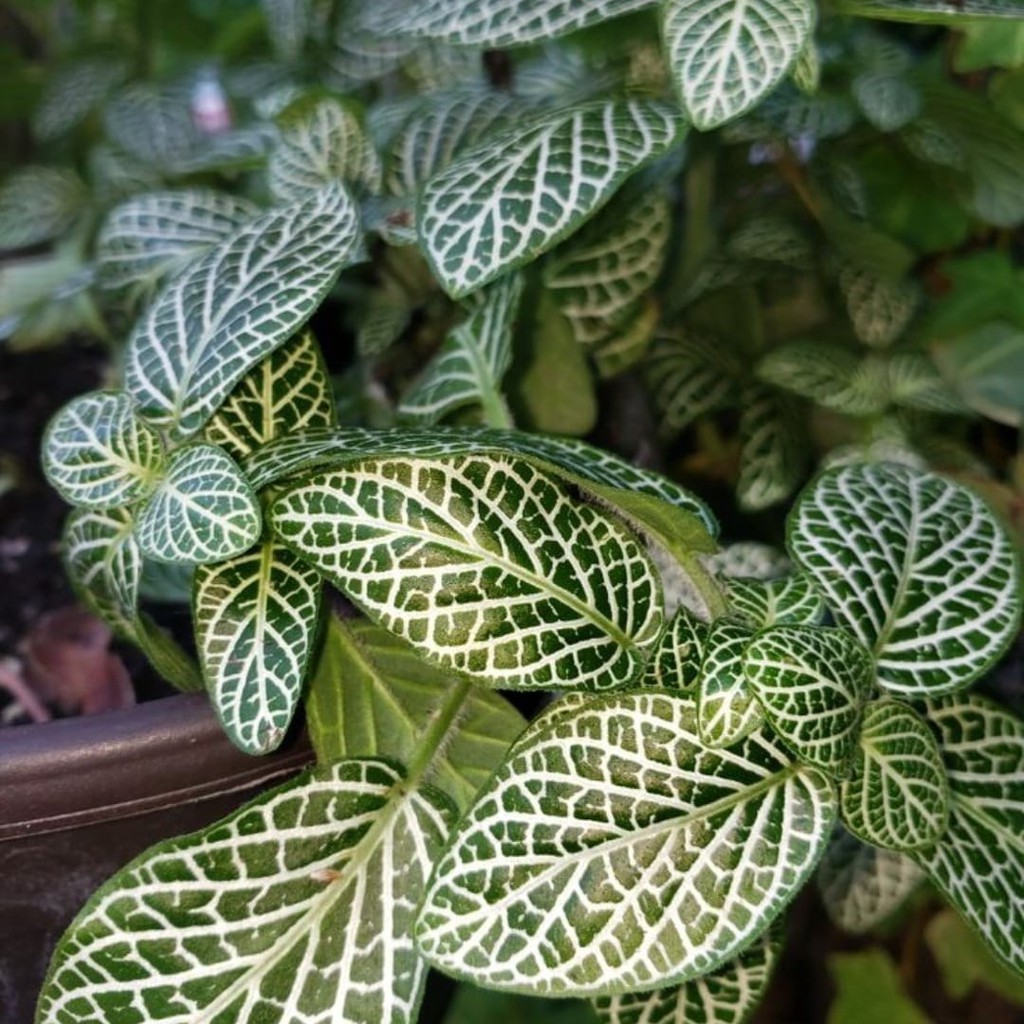 Tanaman Hias Fittonia / Bunga Fittonia / Fittonia Green