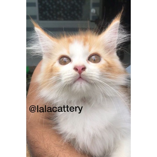 kucing mainecoon jantan ganteng