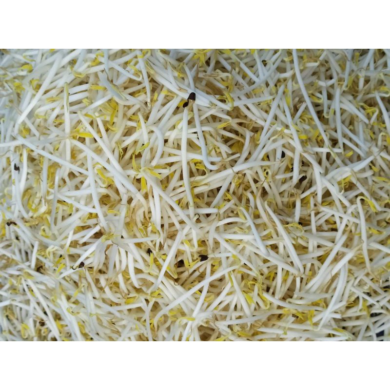 

Toge Bangkok/besar (500gram-1Kg)