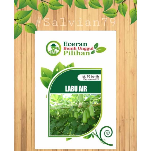 benih labu air
