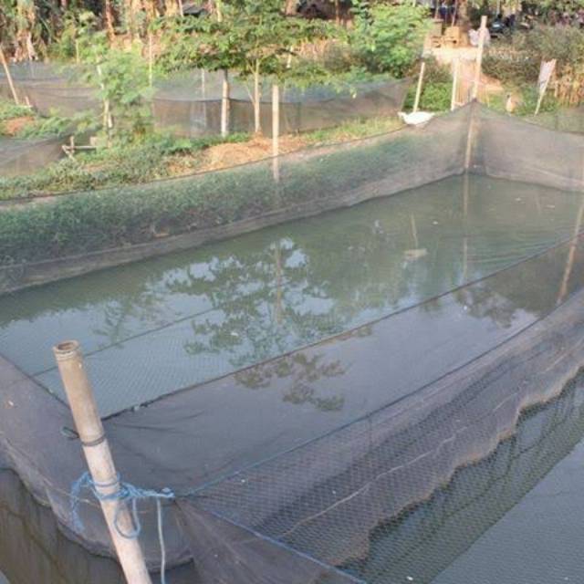 Waring keramba DOBLE RK ukuran 6x4 meter tinggi 1 meter