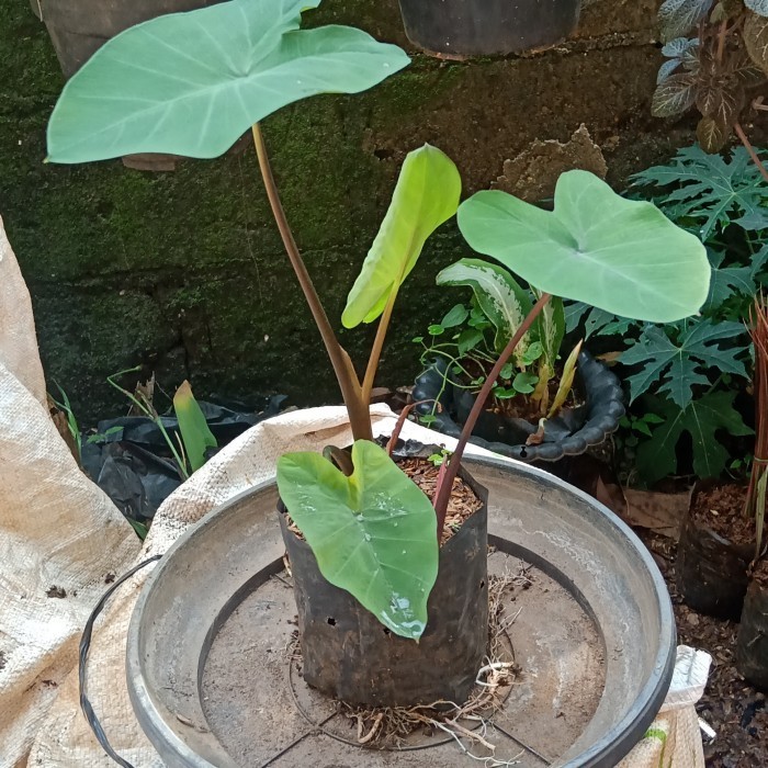 Tanaman keladi hitam/lompong HITAM SIZE S
