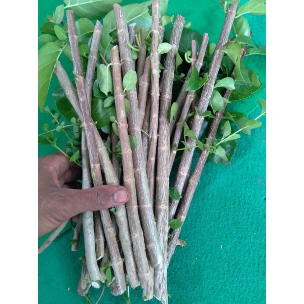 stek Sancang 1 kg