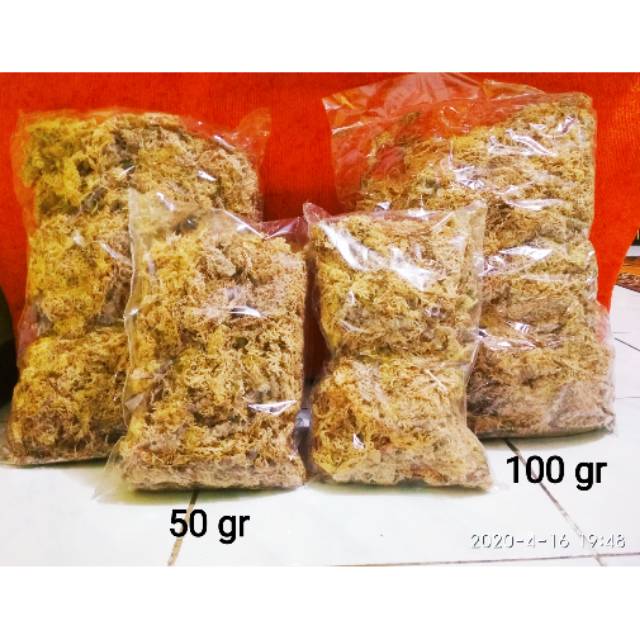 Media spaghnum moss 100 gram sphagnum spagnum mos lumut putih