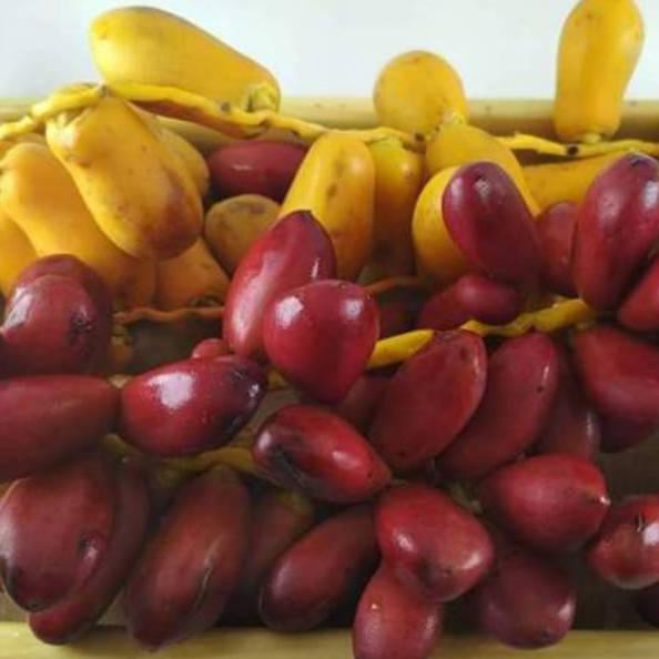 

K3k!n!Anz, KURMA MUDA PROMIL KUNING, MERAH & HIJAUCode.L.5.P.0.0.1