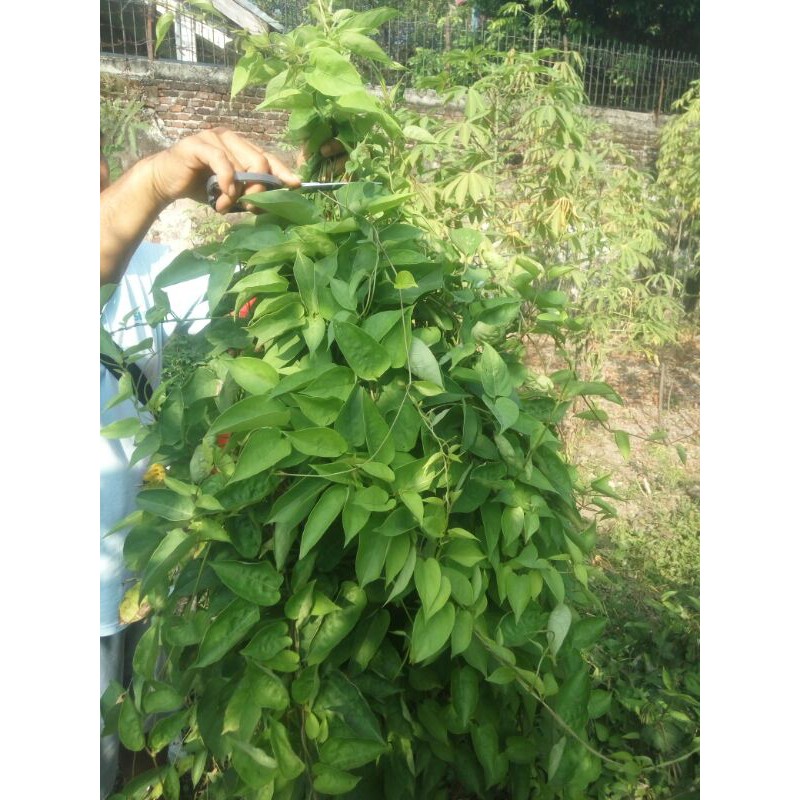 

1kg daun sembukan/daun kentut segar