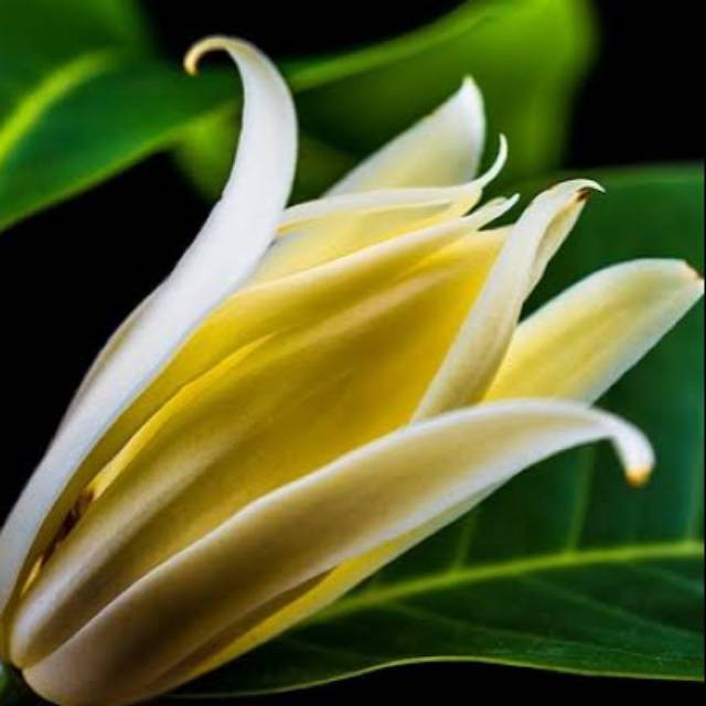 Bibit cempaka kuning