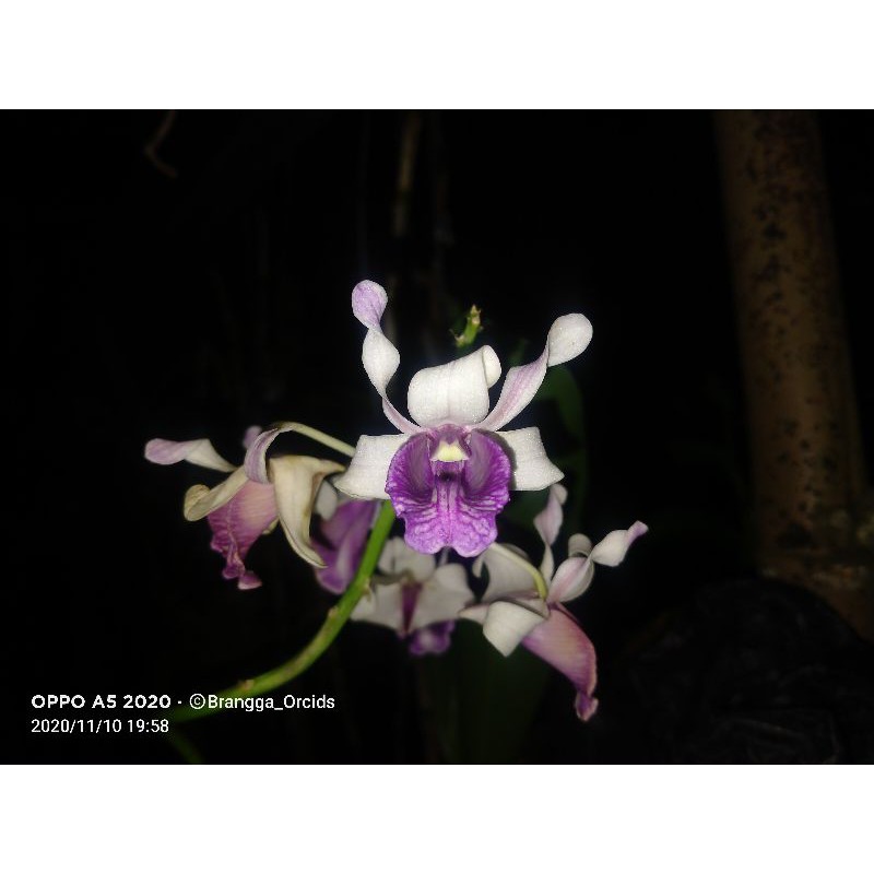 seddling Dendrobium nindii