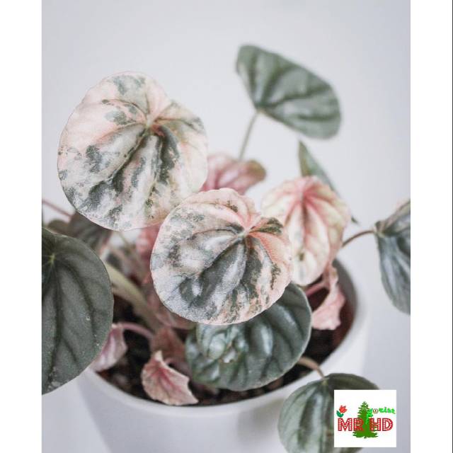 Tanaman hias peperomia pink lady
