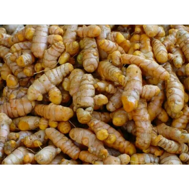 

Kunyit segar super 250gr