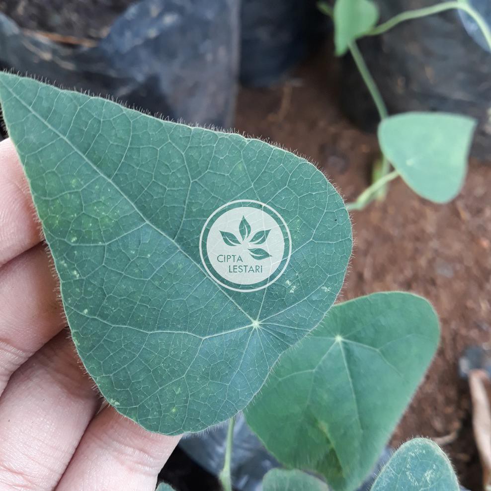 BIBIT TANAMAN CINCAU HIJAU POHON DAUN CINCAU BULU HIJAU BIBIT CINCAU HIJAU DAUN CINCAU HIJAU