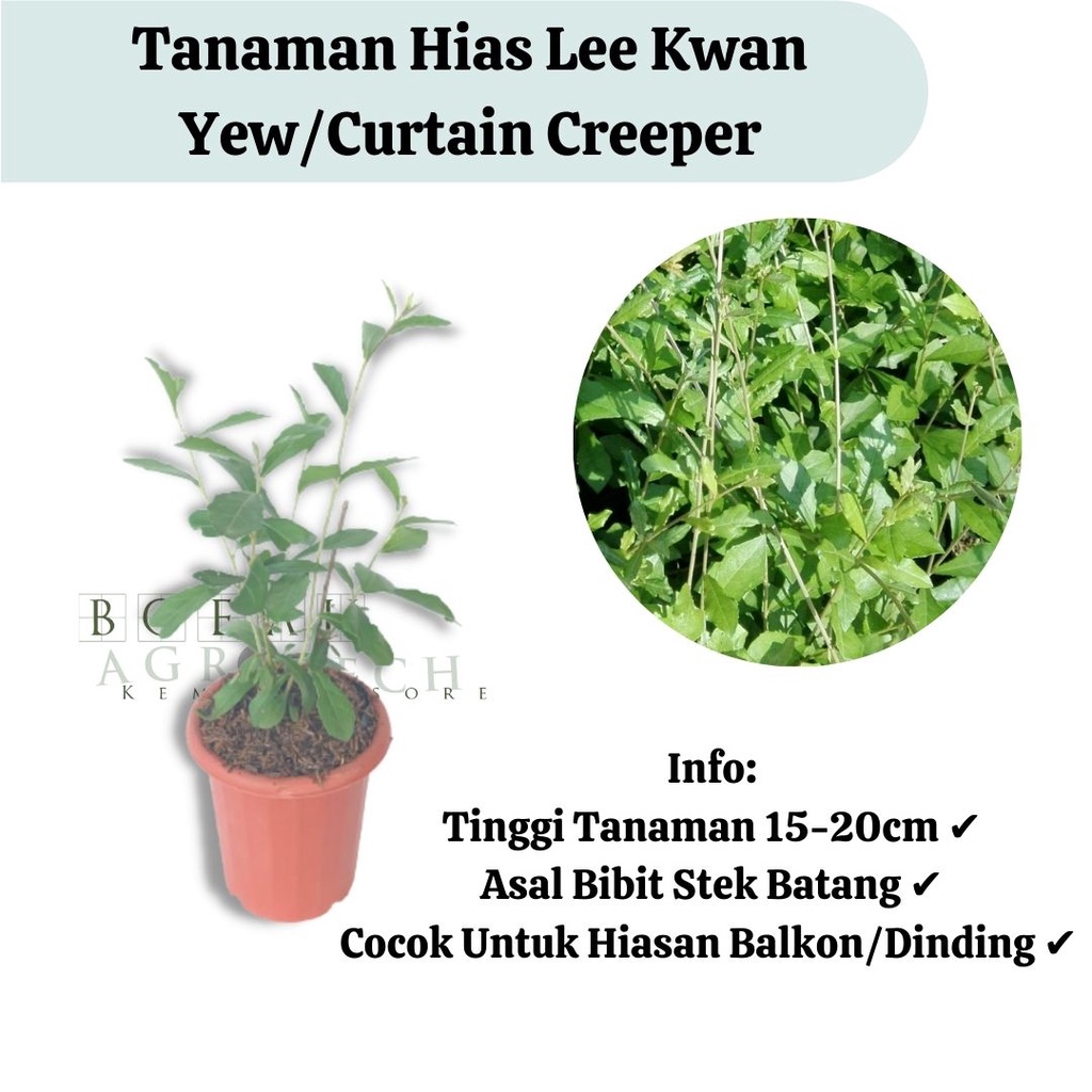 Tanaman Hias Lee Kwan Yew(Curtain Creeper)/ li kwan yu / Le kwan Yu Tanaman Menjuntai Sudah Berakar