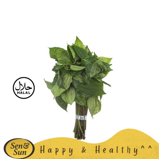 

Sen&Sun Daun Pohpohan 100 gr