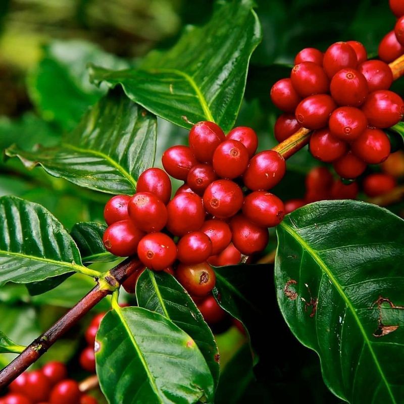 bibit kopi arabika unggul
