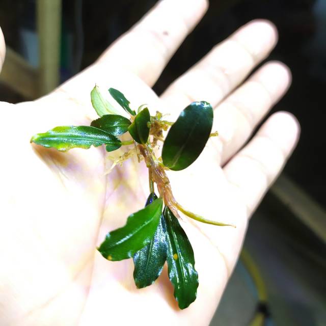 bucephalandra sp brownie jade