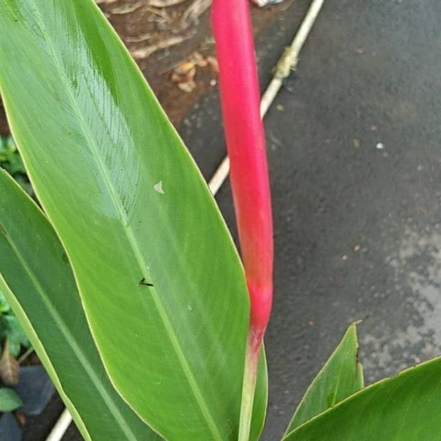 Tanaman Hias bunga Helikonia / pisang pisanan heliconia betet
