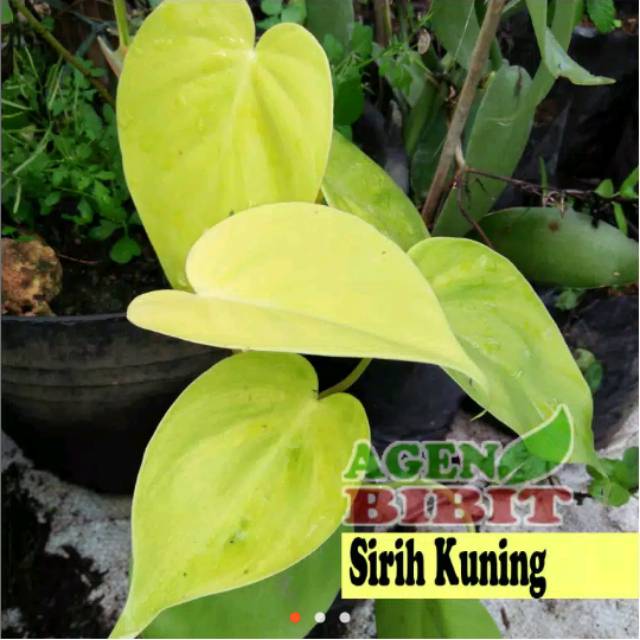 Sirih kuning per lembar - sirih kuning - herbal