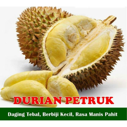 

Sedia Bibit Durian Petruk Unggul Okulasi / Bibit Berkwalitas