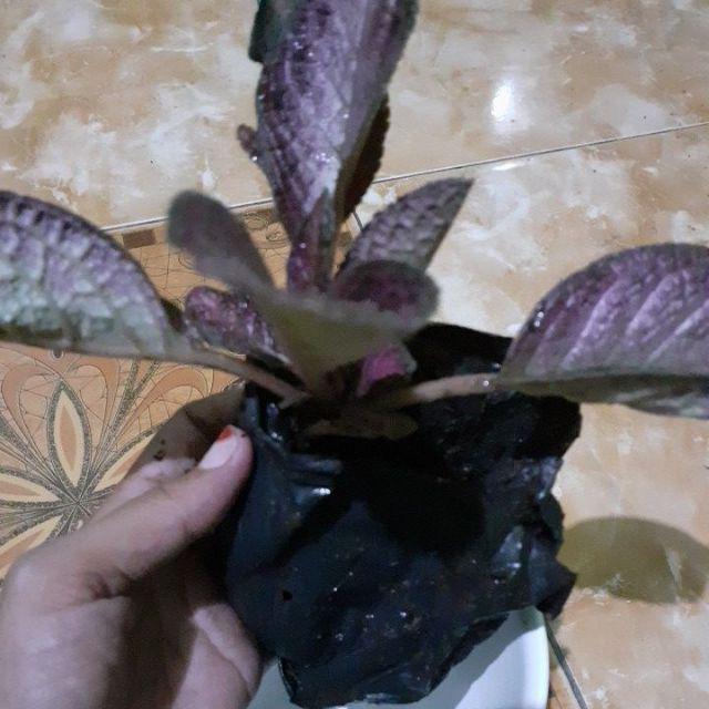 Tanaman Hias Gantung Episcia Merah / Episia Bludru Merah